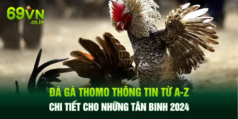 Đá Gà Thomo Thông Tin Từ A-Z Chi Tiết Cho Những Tân Binh 2024