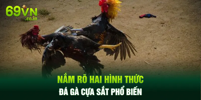 Nắm rõ hai hình thức đá gà cựa sắt phổ biến